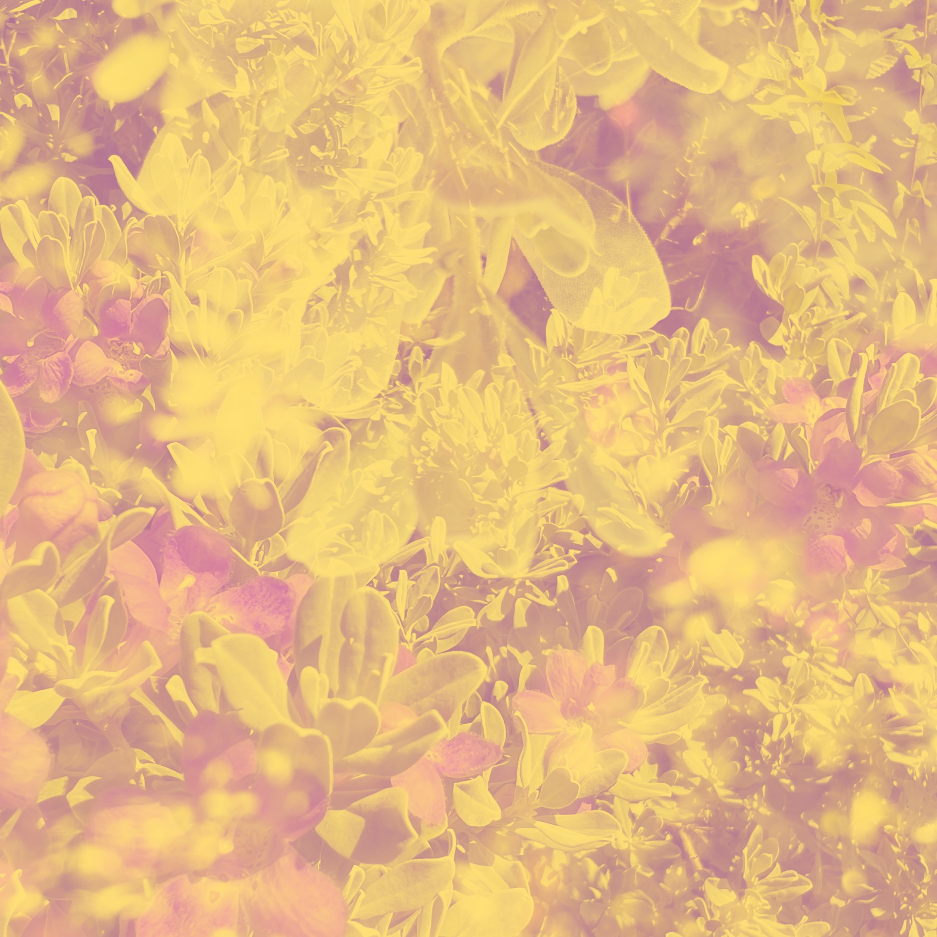 Album art for the album “22”. Trademark double exposure closeups of Texas Purple Sage, overlaid with a yellow hue. This one is distinctly different from the “19” cover.