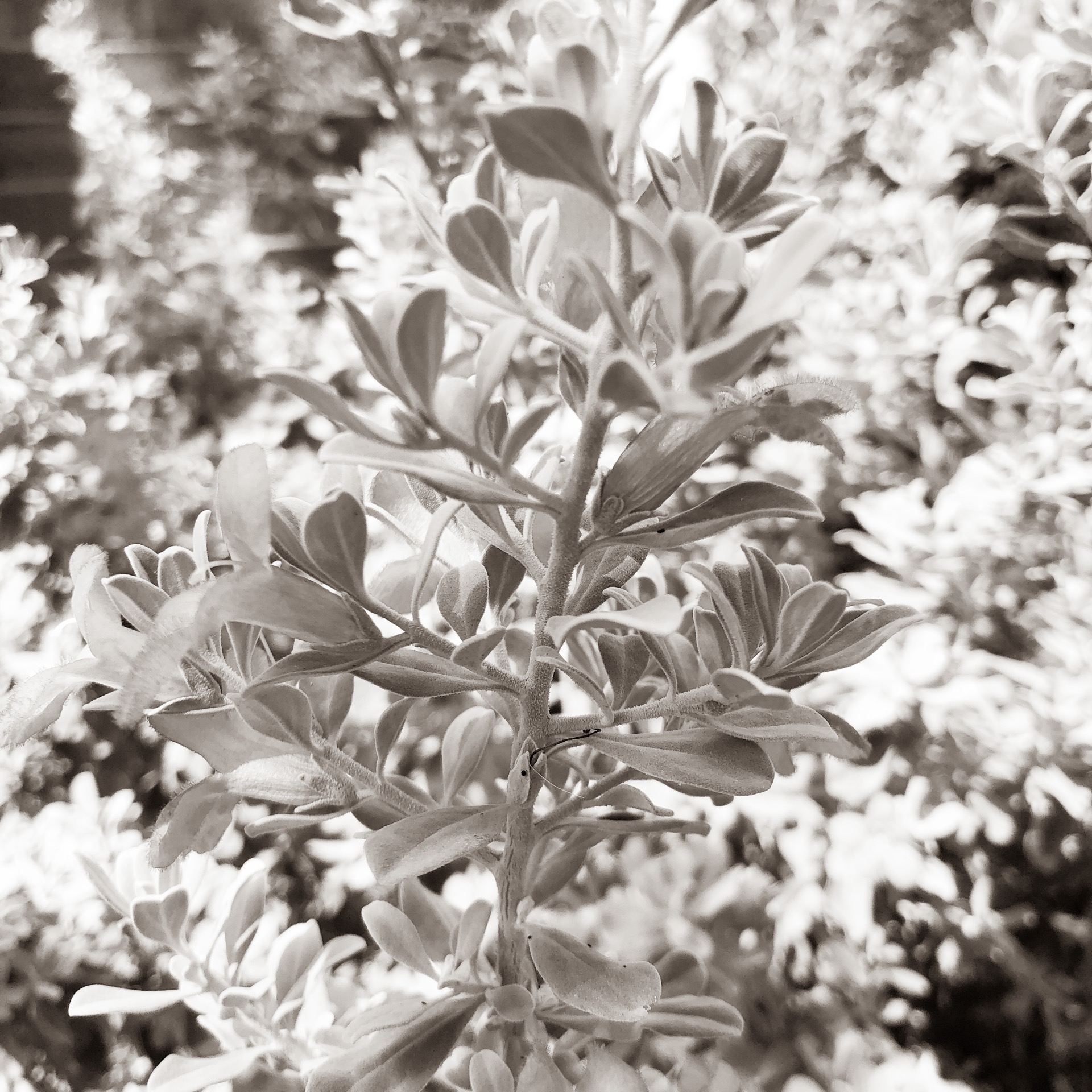 Album art for the album “Christmas v1”. Black and white photo. Featuring trademark double exposure closeup of Texas Purple Sage. This cover features no distinct flowers. The high-contrast black and white gives a “wintery vibe”.