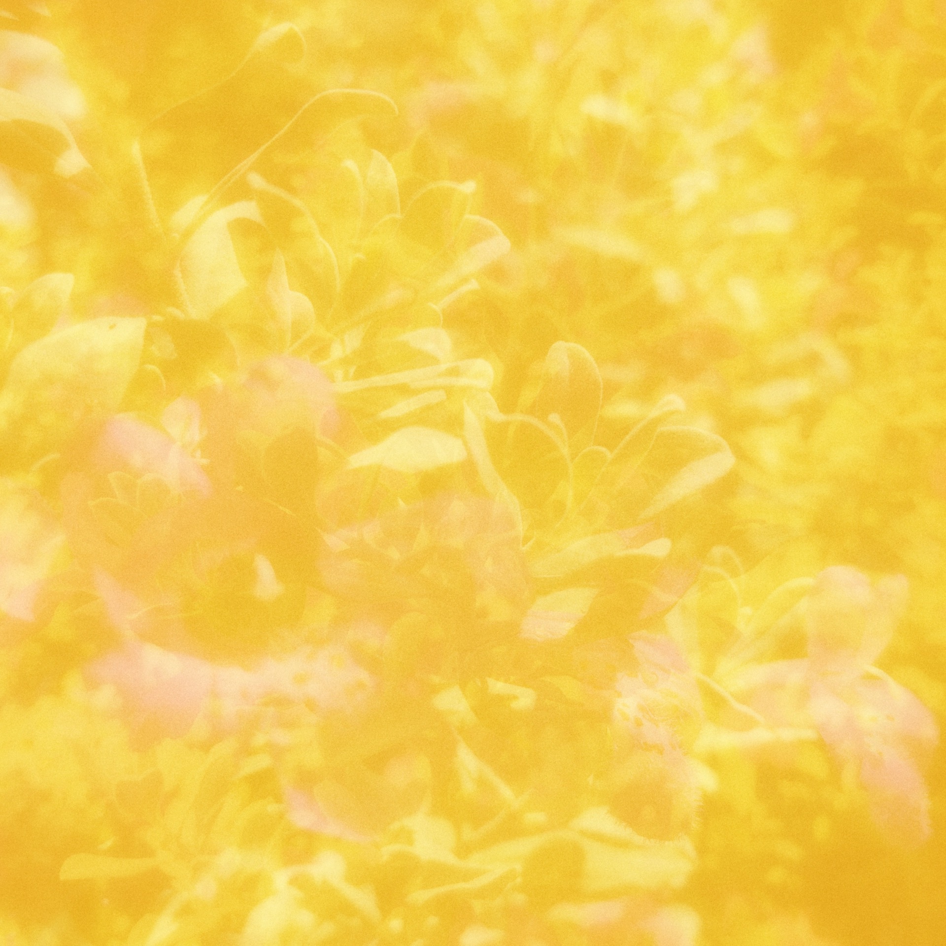Album art for the album “19”. Trademark double exposure closeups of Texas Purple Sage, overlaid with a yellow hue.
